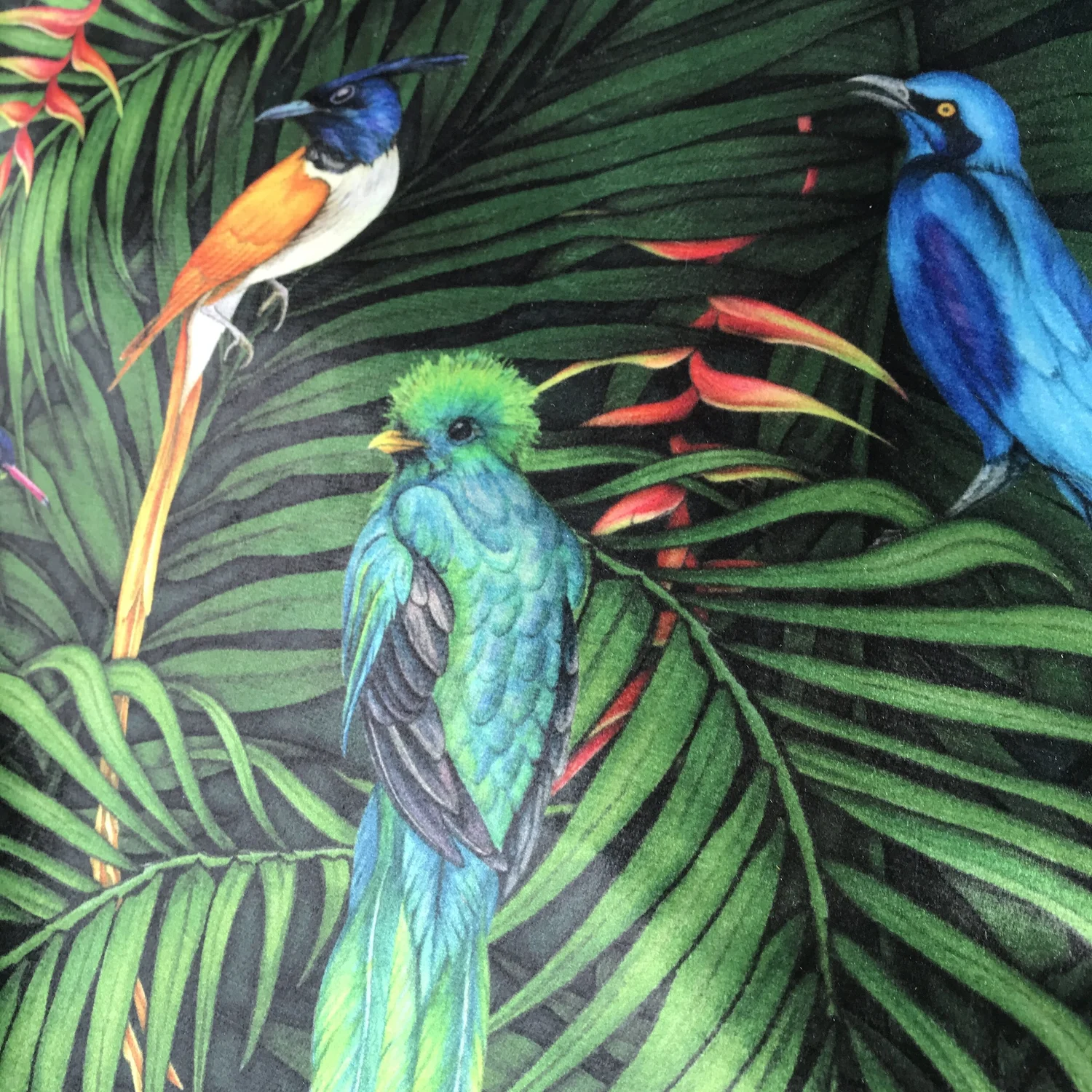 Exotic Birds Velvet Cushion — Stella Alexander Art